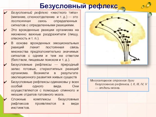 Безусловный рефлекс Безусловный рефлекс «жесткого типа» (мигание, слюноотделение и т. д.)