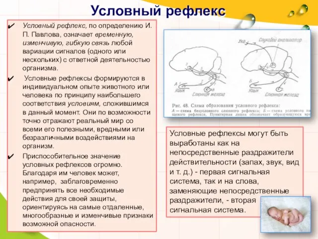 Условный рефлекс Условный рефлекс, по определению И. П. Павлова, означает временную,