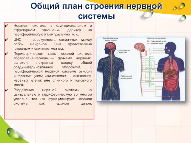 Общий план строения нервной системы Нервная система в функциональном и структурном