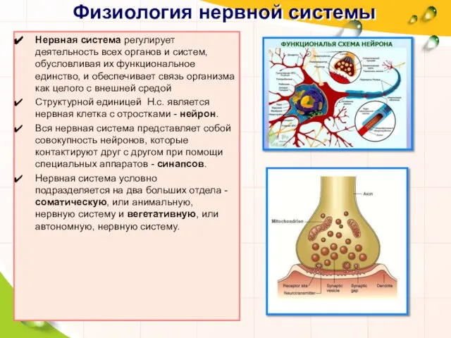 Физиология нервной системы Нервная система регулирует деятельность всех органов и систем,