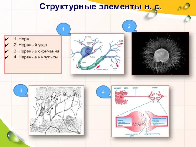 Структурные элементы н. с. 1. Нерв 2. Нервный узел 3. Нервные