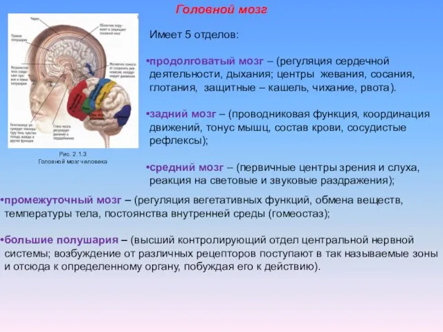 Имеет 5 отделов: продолговатый мозг – (регуляция сердечной деятельности, дыхания; центры