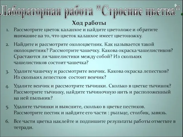 Ход работы Рассмотрите цветок каланхое и найдите цветоложе и обратите внимание