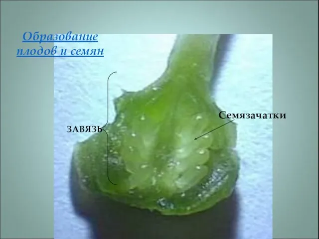 Семязачатки ЗАВЯЗЬ Образование плодов и семян