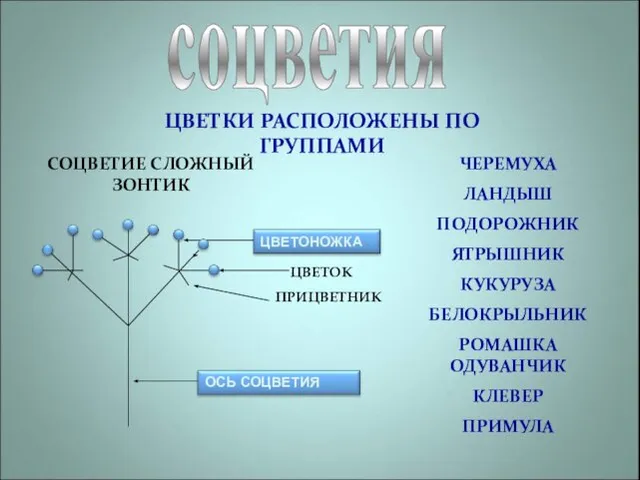 соцветия ЦВЕТКИ РАСПОЛОЖЕНЫ ПО ГРУППАМИ СОЦВЕТИЕ СЛОЖНЫЙ ЗОНТИК ЦВЕТОК ПРИЦВЕТНИК ЧЕРЕМУХА