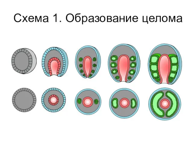 Схема 1. Образование целома