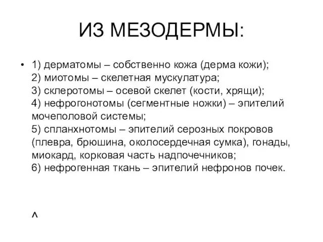 ИЗ МЕЗОДЕРМЫ: 1) дерматомы – собственно кожа (дерма кожи); 2) миотомы