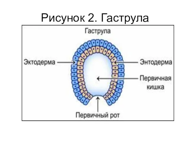 Рисунок 2. Гаструла