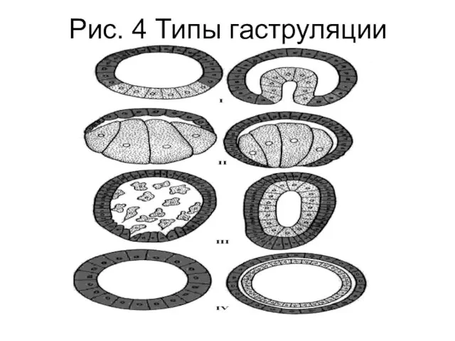 Рис. 4 Типы гаструляции