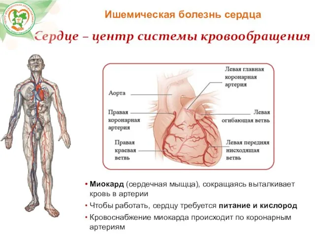 Ишемическая болезнь сердца Сердце – центр системы кровообращения Миокард (сердечная мыщца),