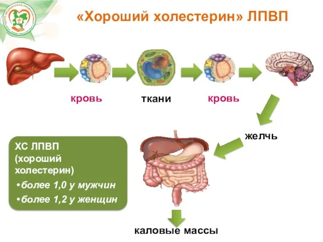 «Хороший холестерин» ЛПВП кровь кровь желчь ткани каловые массы ХС ЛПВП