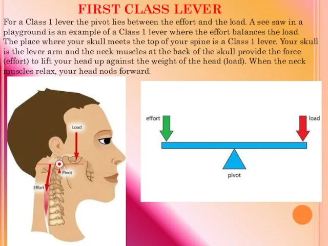 For a Class 1 lever the pivot lies between the effort