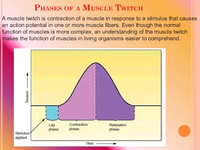 Phases of a Muscle Twitch A muscle twitch is contraction of