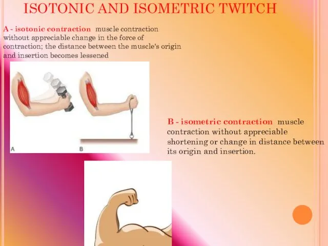 ISOTONIC AND ISOMETRIC TWITCH A - isotonic contraction muscle contraction without
