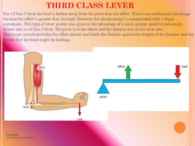 For a Class 3 lever the load is further away from