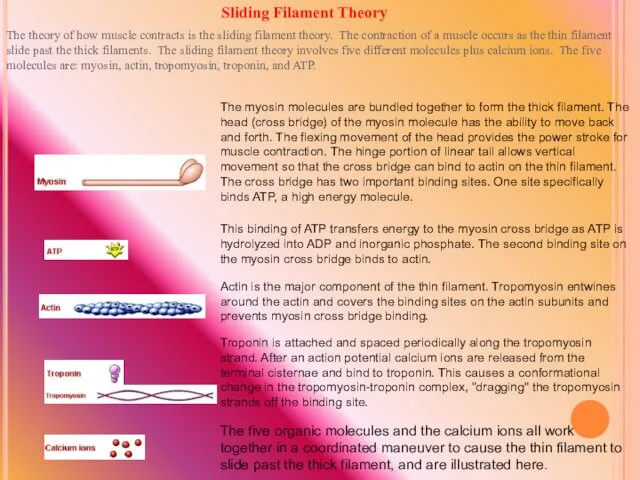 The theory of how muscle contracts is the sliding filament theory.