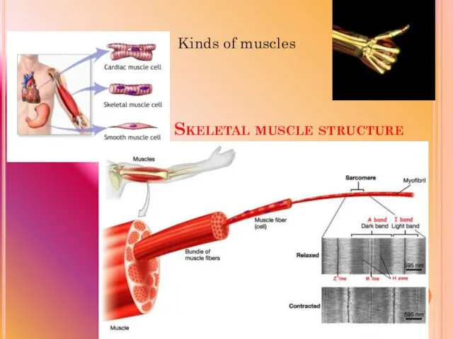 Skeletal muscle structure Kinds of muscles