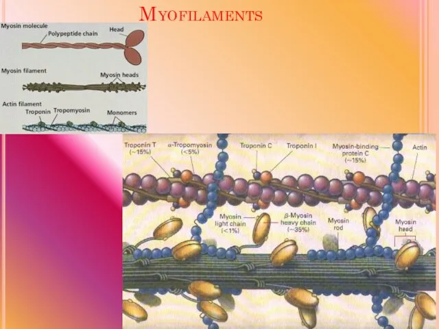 Myofilaments