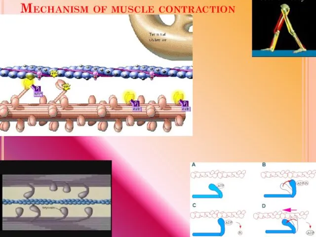 Mechanism of muscle contraction