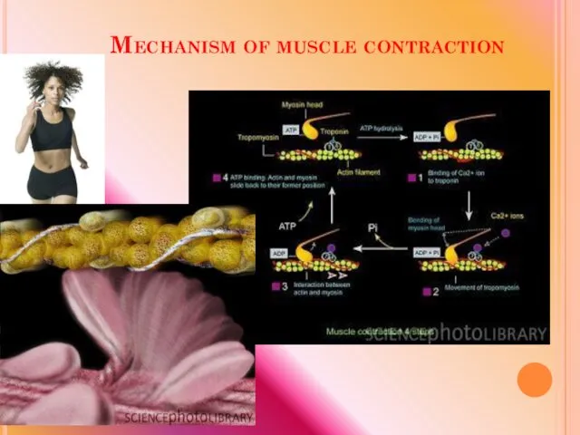 Mechanism of muscle contraction