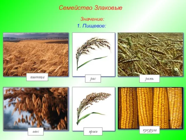 1. Пищевое: рис рожь просо овес кукуруза пшеница Семейство Злаковые Значение: