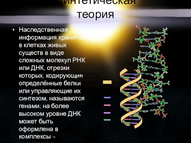 Синтетическая теория Наследственная информация хранится в клетках живых существ в виде