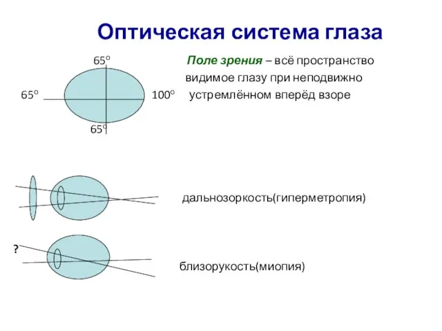 Оптическая система глаза 65о Поле зрения – всё пространство видимое глазу