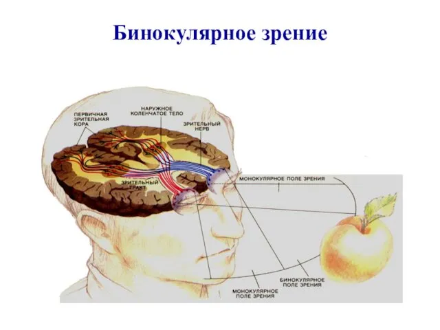 Бинокулярное зрение