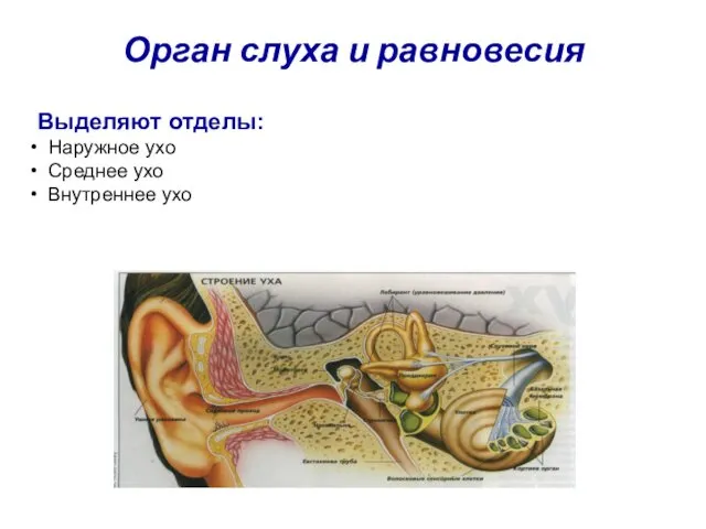 Орган слуха и равновесия Выделяют отделы: Наружное ухо Среднее ухо Внутреннее ухо