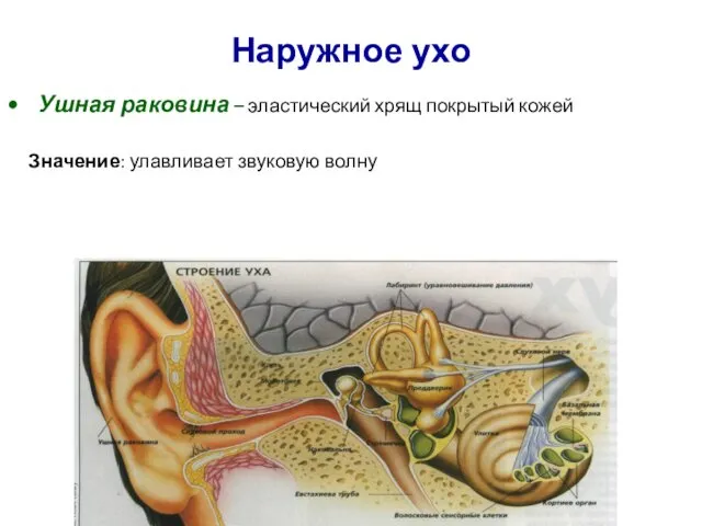 Наружное ухо Ушная раковина – эластический хрящ покрытый кожей Значение: улавливает звуковую волну