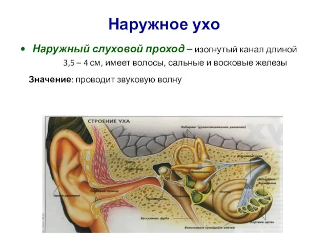 Наружное ухо Наружный слуховой проход – изогнутый канал длиной 3,5 –