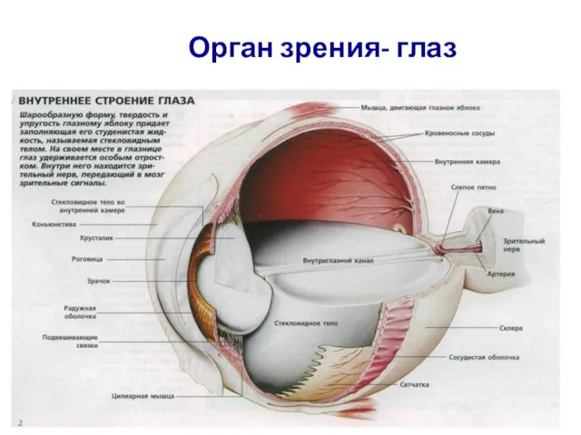 Орган зрения- глаз