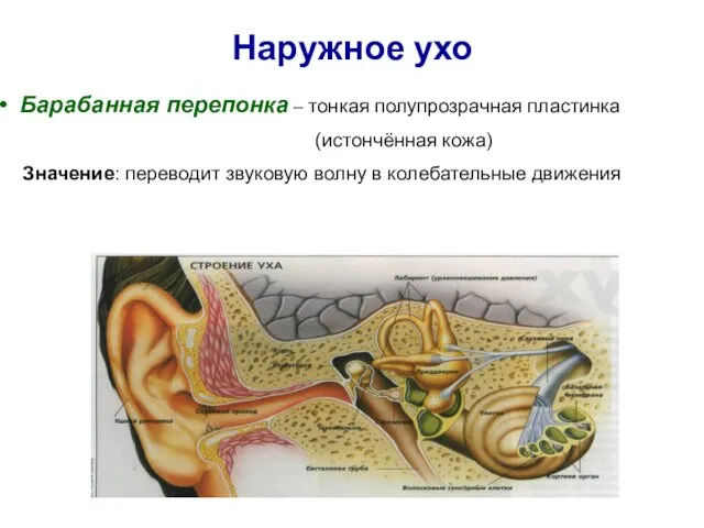 Наружное ухо Барабанная перепонка – тонкая полупрозрачная пластинка (истончённая кожа) Значение: