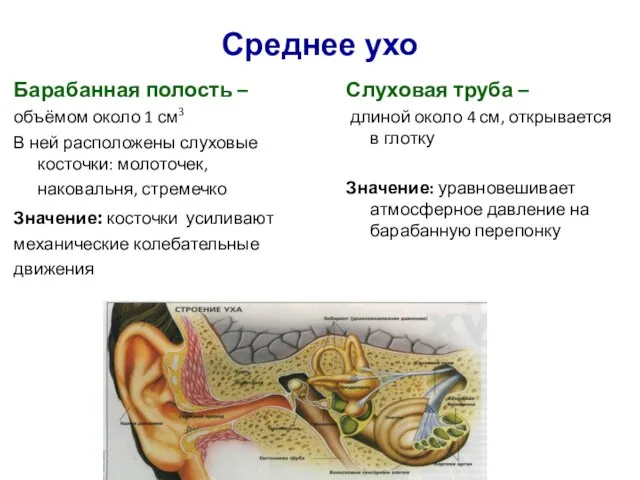 Среднее ухо Барабанная полость – объёмом около 1 см3 В ней