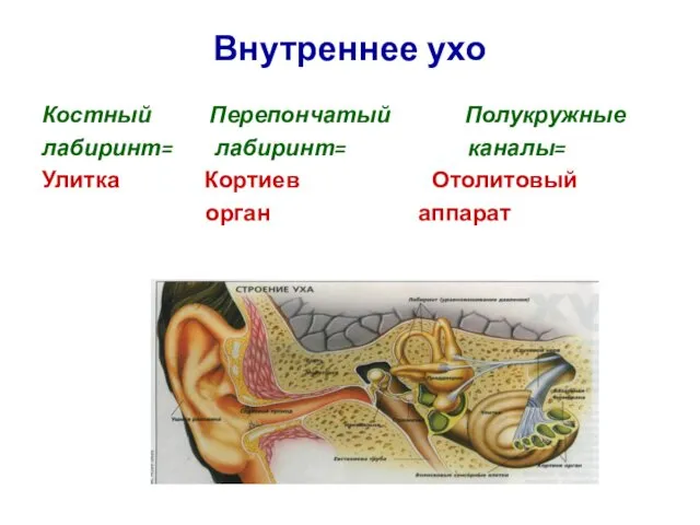 Внутреннее ухо Костный Перепончатый Полукружные лабиринт= лабиринт= каналы= Улитка Кортиев Отолитовый орган аппарат