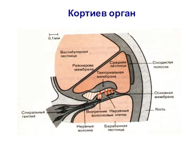 Кортиев орган