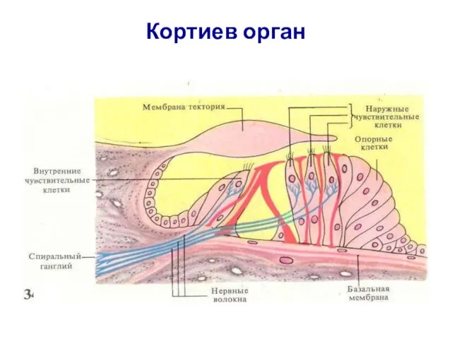 Кортиев орган