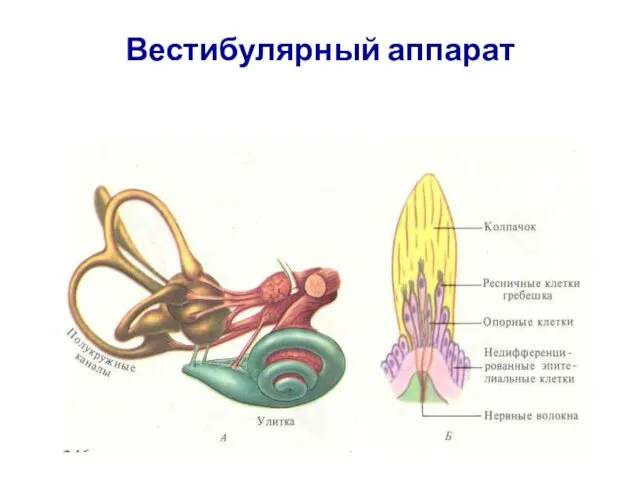 Вестибулярный аппарат