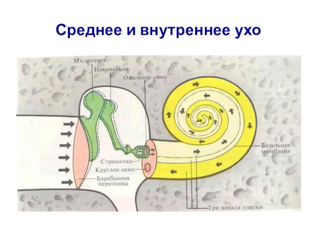 Среднее и внутреннее ухо