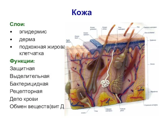 Кожа Слои: эпидермис дерма подкожная жировая клетчатка Функции: Защитная Выделительная Бактерицидная