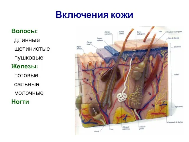 Включения кожи Волосы: длинные щетинистые пушковые Железы: потовые сальные молочные Ногти