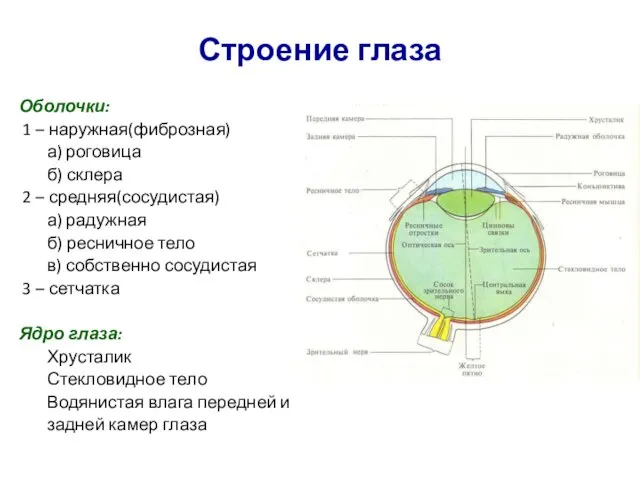 Строение глаза Оболочки: 1 – наружная(фиброзная) а) роговица б) склера 2