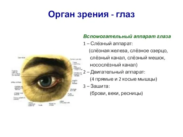 Орган зрения - глаз Вспомогательный аппарат глаза 1 – Слёзный аппарат: