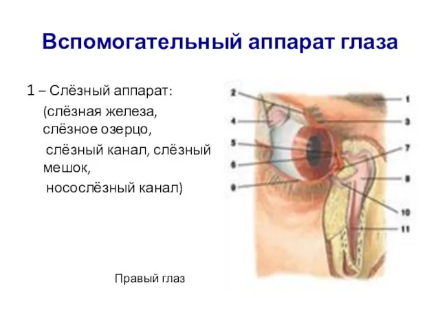 Вспомогательный аппарат глаза 1 – Слёзный аппарат: (слёзная железа, слёзное озерцо,