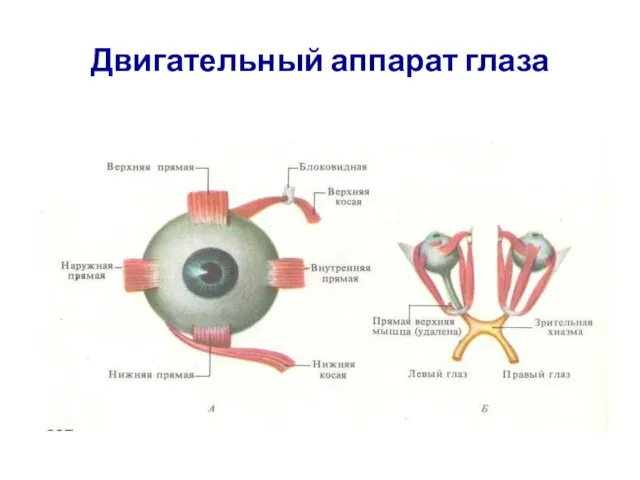 Двигательный аппарат глаза