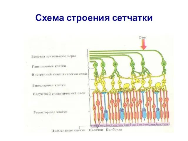 Схема строения сетчатки