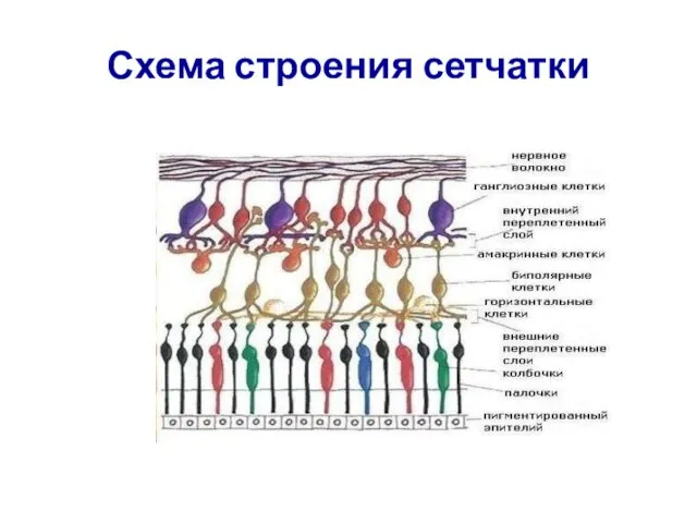 Схема строения сетчатки