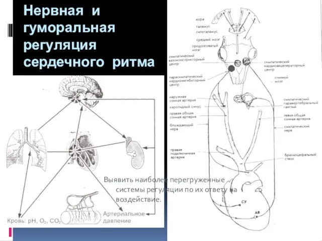 Нервная и гуморальная регуляция сердечного ритма Выявить наиболее перегруженные системы регуляции по их ответу на воздействие.