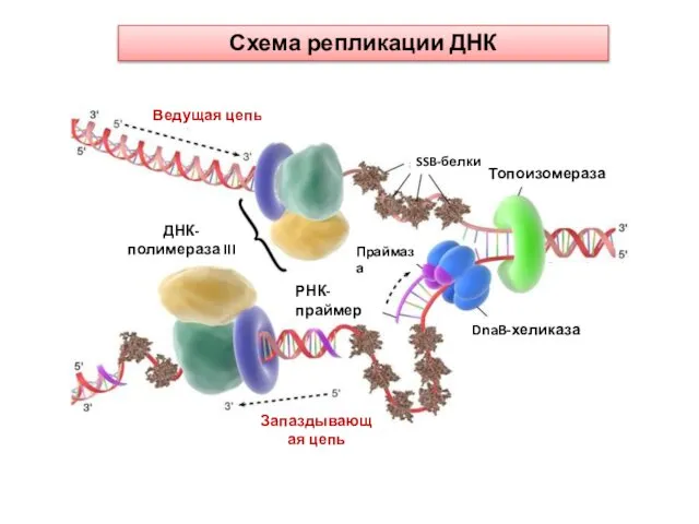 Этапы репликации ДНК. (Лекция 12)