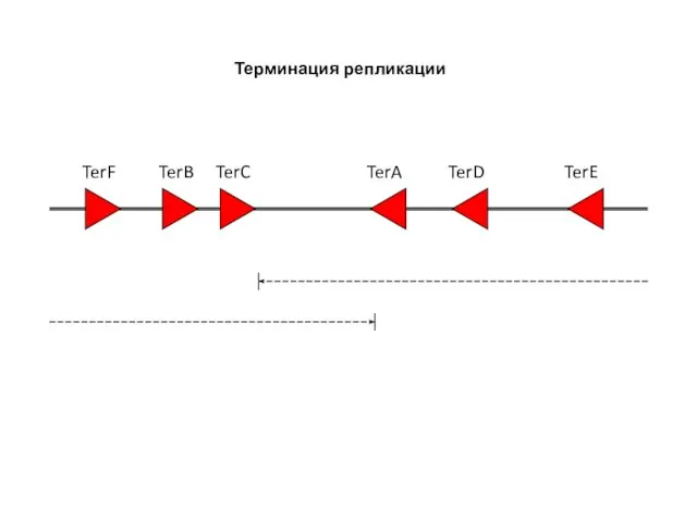 TerF TerB TerC TerA TerD TerE Терминация репликации